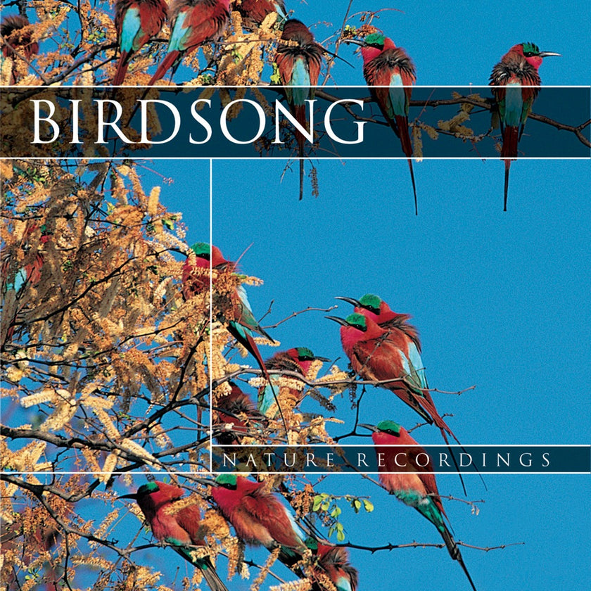 Bird Song