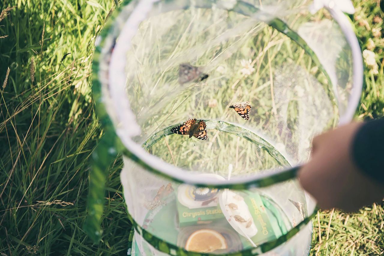 Butterfly Garden