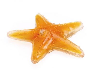 Tactile Fidget Goohey Starfish